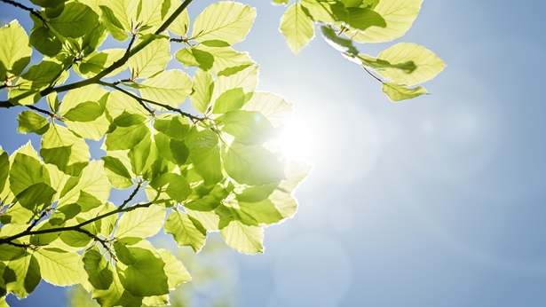 Environment